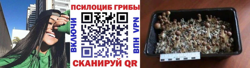 Псилоцибиновые грибы мицелий  Кстово 